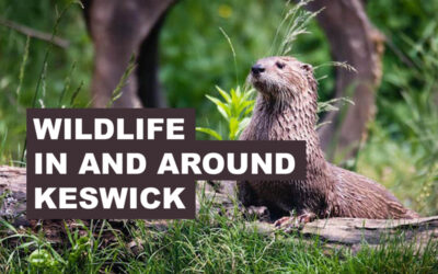 Wildlife in and around Keswick