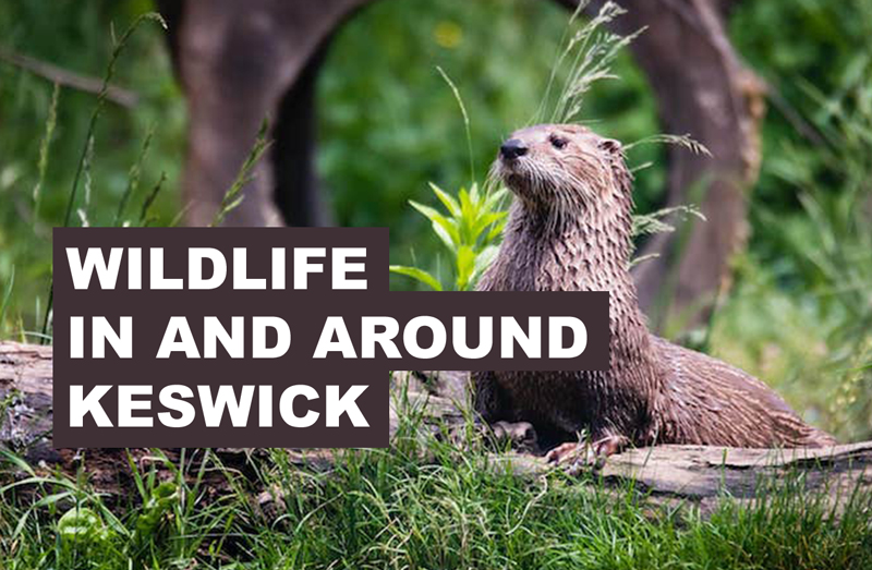 Wildlife