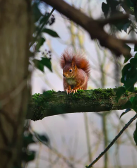 Red Squirrel